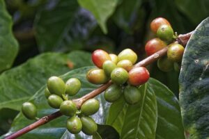 cherry-coffee-4916727__340.jpg