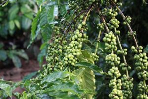 Coffee, Green, Bean, Farm, Nature, Cafe