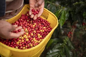 Free Farming Coffee photo and picture