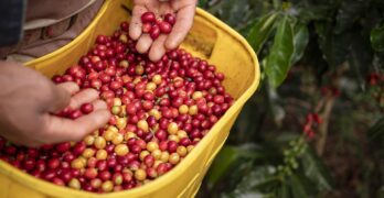 Free Farming Coffee photo and picture