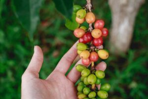 Fresh, Coffee, Bean, Garden, Farm, Green