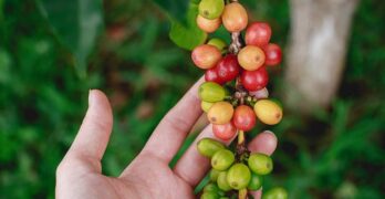 Fresh, Coffee, Bean, Garden, Farm, Green