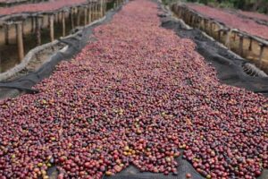 Natural Coffee, Sundried Coffee